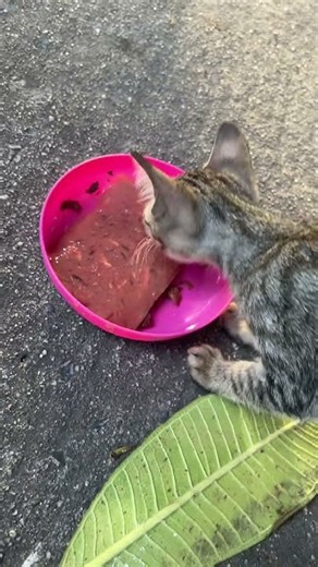 Une famille de chats errants se protège et mange ensemble ! 🐾 A stray cat family sticks together!