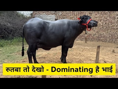 नगीना है भाई - कोई मुकाबला नहीं है - ऐसी शानदार भैंस नहीं देखी होगी आपने - Top Class Murrah Buffalo