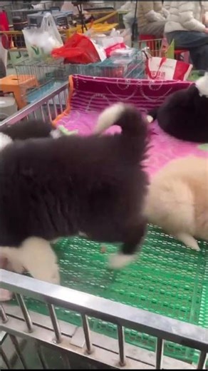 POV: You found a "Rainbow" of Border Collie Puppies! 🌈🧠 Smartest Dogs