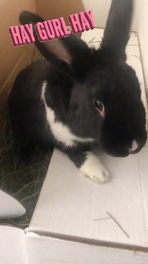 Independent Rabbit: Lennon the Bunny