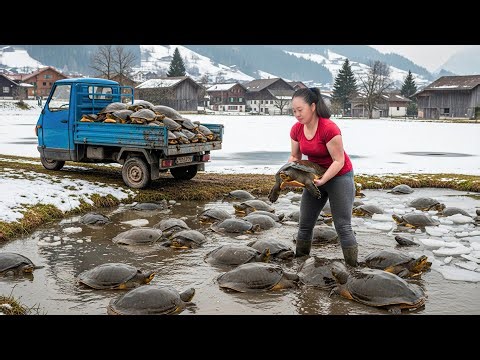 Harvesting Many Softshell Turtles in Ice Lake | Use 3-Wheeled Truck to Go to Countryside Market Sell