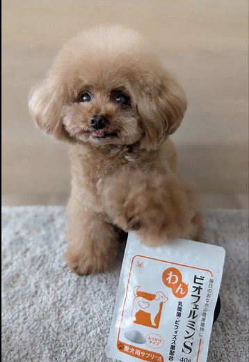 #PR #大正製薬 #わんビオフェルミンS #犬用健康補助食品 パンナのモーニングルーティン いつまでも一緒に健康で過ごすために、 毎日のごはんに腸活*¹サプリを取り入れています。 腸は免疫をつかさどる大切な器官。 パンナの健康維持のために、 普段から腸内フローラ*²をケアすることは大切だと思っているので 大正製薬さんから待望の「わんちゃん用」が出たと知った時は 本当に嬉しくて、すぐに「これだ！」と思いました✨ わんビオフェルミンSは、ふりかけるだけで手軽に取り入れられるのも嬉しい。 パンナも「いつものやつ！」と催促するほどお気に入り。 これからも、健康を維持して一緒に楽しく過ごそうね。 *¹腸活 犬の腸から健康を維持すること *²腸内フローラ 腸内細菌叢のこと