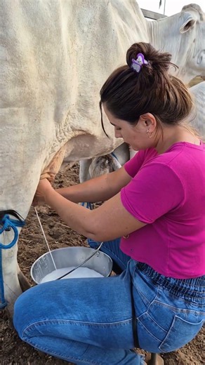 Fresh Cow Milking by Hand 🐄🥛 | Traditional Farm Life #shorts #cow #villagelife #rurallife #farming