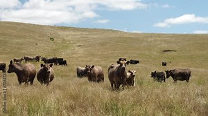 Australia cows in a field grazing on pasture in a dry summer drought. sustainable beef cattle in a agricultural farm. cow farming