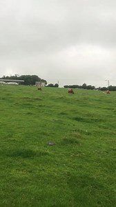 142K views · 7.3K reactions | Our highland calves are just starting to grow horns in farmer Richards daily update! | Hall Hill Farm | Facebook