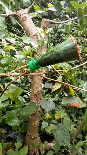 12K views · 127 reactions | Air Layering Technique with Used Plastic Bottles as Containers諭 #fblifestyle #airlayering #craft #diy | Guntara Art | Facebook