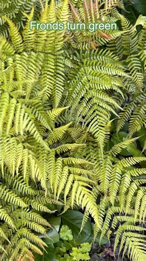 July 2026 Update Autumn Fern