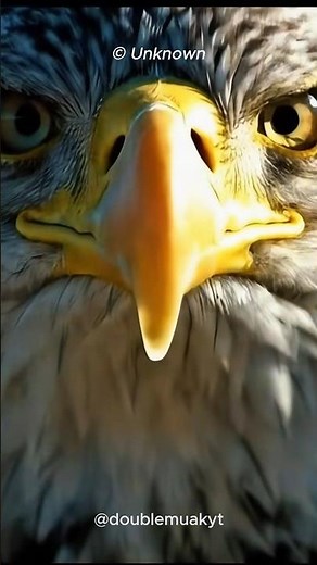 The Bald Eagle: Graceful in Flight, Deadly in Action! 🦅