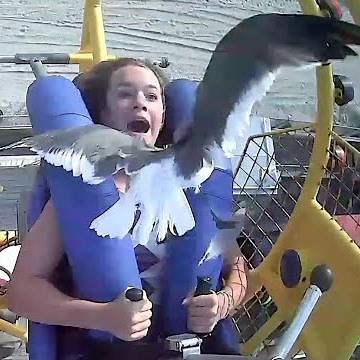 Teen smacked in the face by bird during amusement ride in N.J.