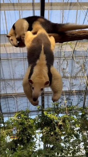 Southern tamandua #Tamandua #Anteater#Wildlife #AmazonWildlife#NatureLovers#ExoticAnimals #viral