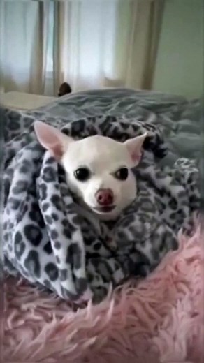 Try Not To Laugh  | Funny Animals Compilation