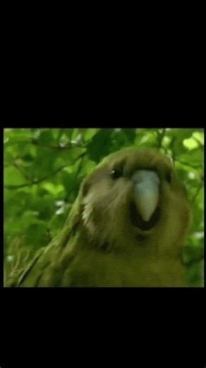 This Bird Walks Like a Rockstar 💀🐦