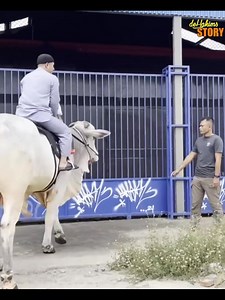 845K views · 12K reactions | Ngamuk di tengah jalan, sapi jumbo kaget karena kerumunan! Mana jalanan ramai banget #irfanhakim #dehakims #untuksemuaorang #Alhamdulillah #jumatberkah #islamicpost #fypchallenge #zizearhan #viralreelschallenge #sapi #animallover | Irfan Hakim | Facebook