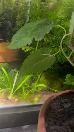 Pea Puffers Wake Up to a Bloodworm Feast!