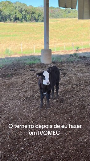 Os vídeos de Welhithon Turani Vei (@turani_welhithon) com som original - Gustavo Testolin