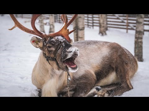 The Coolest & Funniest Reindeer of Santa Claus 😍🦌 Lapland, Finland - Father Christmas
