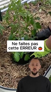 127K views · 1K reactions |  Astuce jardinage pour des tomates...