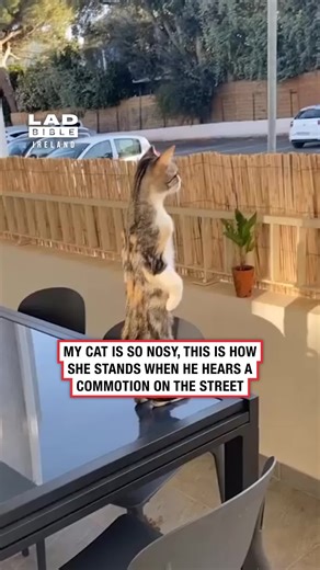 Me when my neighbours do anything remotely interesting.. 🎥 @viralhog #Ireland #irish #trending #irishhumour #cat