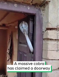 Angry Cobra Guards House | Jacoby Ray