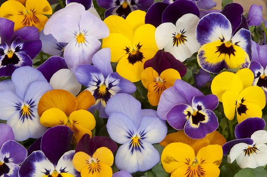 Pansy Flowers: Discover the Powerful Meaning, Symbolism, and Proper Occasions