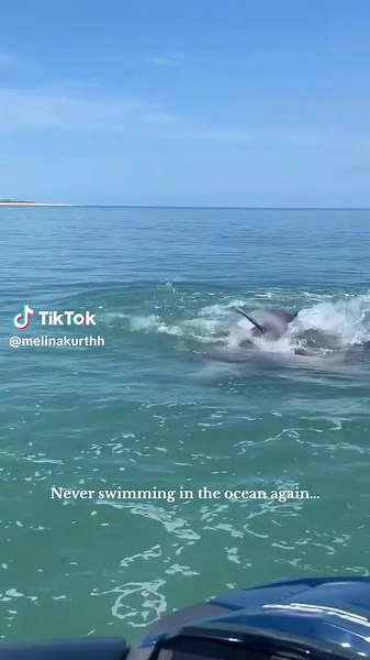 We are now #tramatized | dolphins attracted to humans