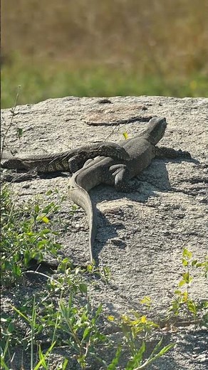 Nile Monitor Lizards at Kruger National Park in South Africa.