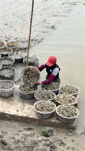 深耕蛏子养殖，每天沉浸式抓蛏没有捷径，全是实干！原生态滩涂养殖，每日现抓直发，鲜活个头超足！#享受大自然 #好山好水好风景 #原生态乡村生活 #蛏子#用抖音记录人生