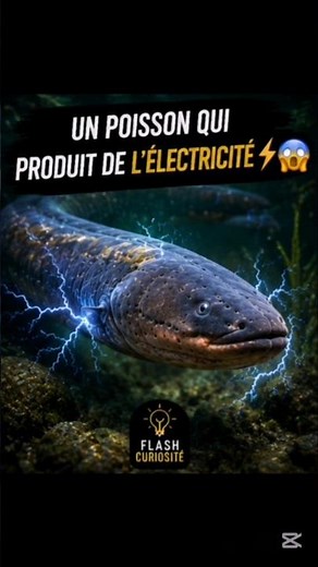 Le poisson qui génère de l'électricité ⚡😱