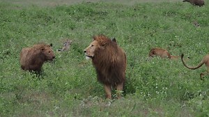 207K views · 1K reactions | Black maned lion survival moments in the mountains | Wild life Animals | Facebook