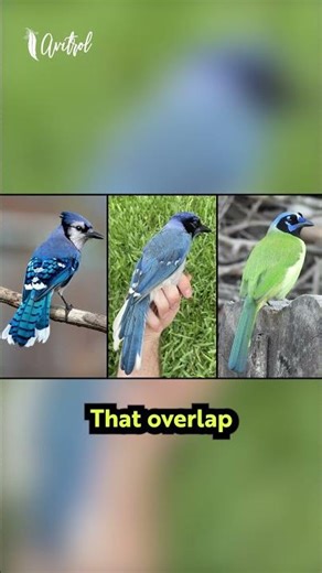 NEW SPECIES