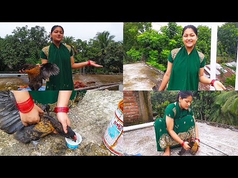 Slaughtering chickens in the hands of a beautiful girl