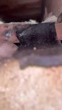 Step 1: Expert Cleanup of Rat Infestation in Crawl Space