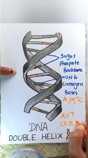 DNA Double helix structure| In 40 seconds|#shorts #dna