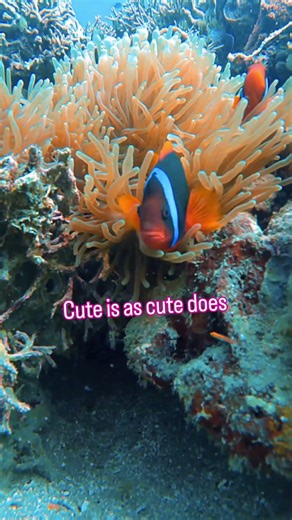 Scuba Diving the Philippines: Clownfish, Coral, and Why You Need to Go