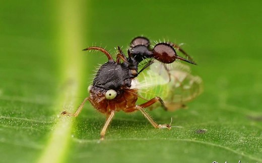 【角蝉】模仿蚂蚁且身体透明的角蝉——Ant-mimicking treehopper