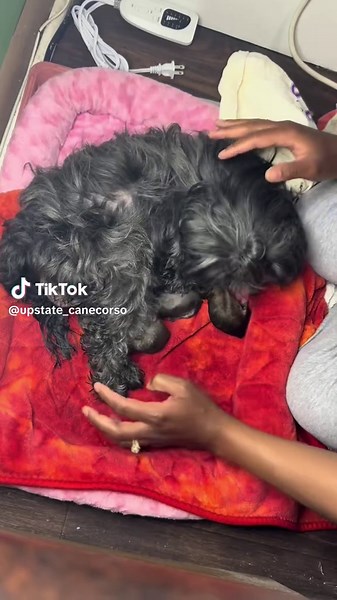 Amazing Puppy Birth: Healthy Blessings from Yara