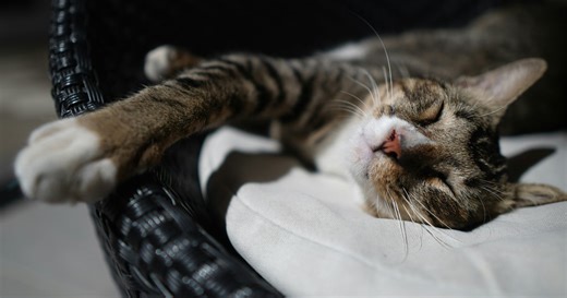 FSU’s Campus Cat Club is the Purrfect Extracurricular