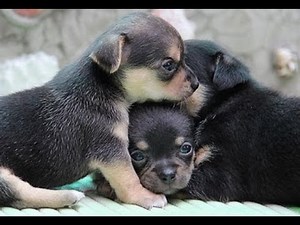 Musicothérapie Pour Chiens et Chats ♣ Musique Pour Dormir et Diminuer le Stress - 3 Heures