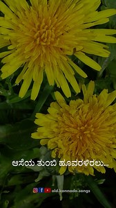 91K views · 2.5K reactions | ಹೂವಿಂದ ಹೂವಿಗೆ... ▪ ಚಿತ್ರ: ಹೊಂಬಿಸಿಲು...