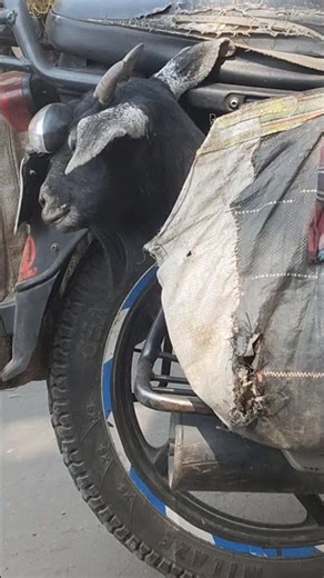 Very sad goat 🥺#goat #sadanimal #animalvideo #goatshorts #animalshorts #youtubeshorts #viralvideo