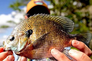 5 Best States in the Midwest for Big Bluegills - Game & Fish
