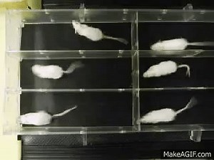Running mice in treadmill on Make a GIF