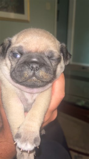 His name is mochi and he is their one and only baby #pugs #pugsoftiktok #fypシ #puppy