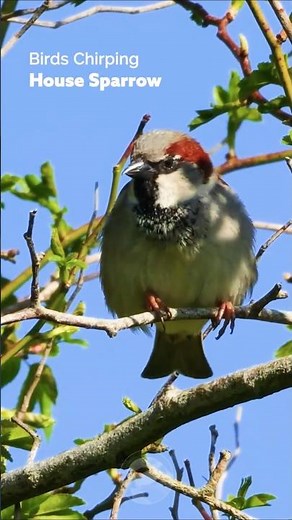 Bird Sounds - Chirpy House Sparrow #wildlife