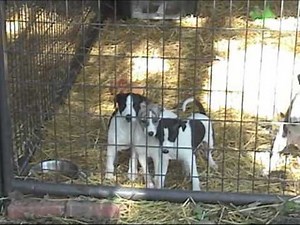 Whippet Puppies for Sale at Honey Bear Farm