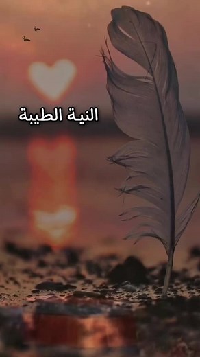 Exploring the Beauty of a Unique Feather