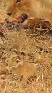 12K views · 434 reactions | Animal Planet TV on Reels | Facebook