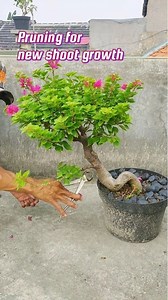 838K views · 5.5K reactions | Pruning for new shoot growth. #bougainvillea #pruning #bonsai #gardening | Ardie Naco | Facebook