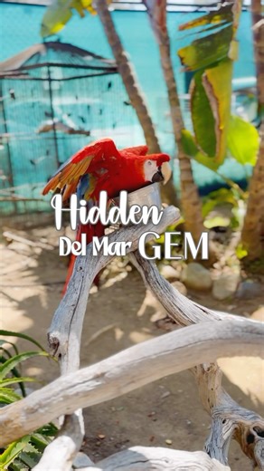 @freeflightbirds is a sanctuary for exotic companion birds that provides a special and unique environment to raise community awareness and to encourage positive interaction with these birds. Their goals are to re-socialize and rehome companion parrots and to educate the public about their complex mental, physical and emotional needs. They offer permanent sanctuary or re-homing depending upon what is in the best interest of each bird. The public is welcome to visit and there are even annual membe