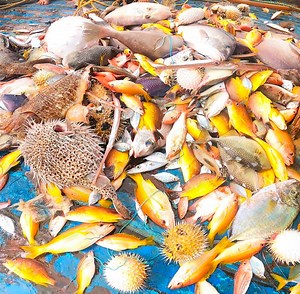 36K views · 152 reactions | Trawling Boat lot of fish Catch in deep sea | கடல் | Facebook